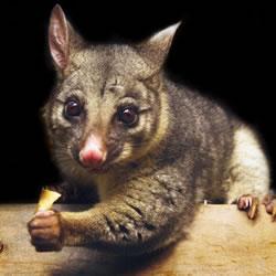 Photo of possum