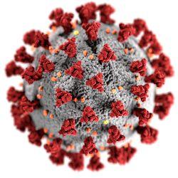 Image of the COVID virus